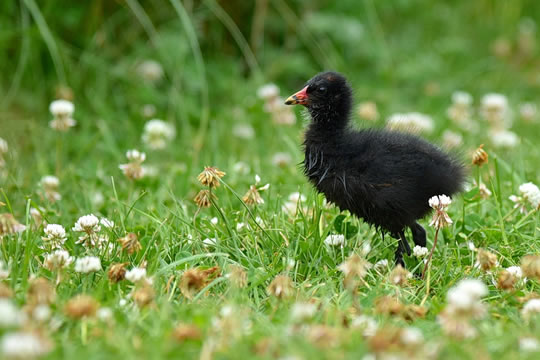 Moorhen chick