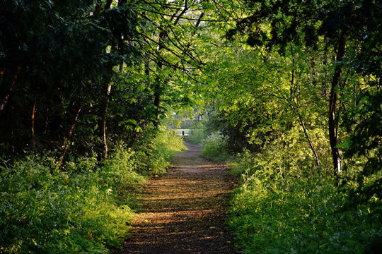 Millennium Green path