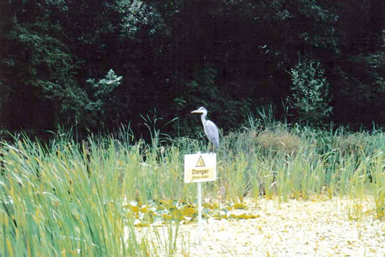 Heron on signpost