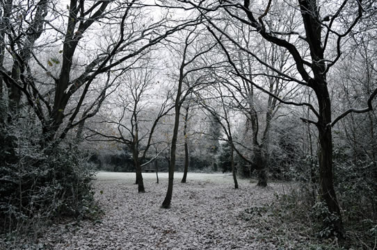 A chilly woodland