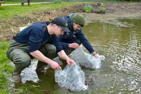 Removing the fish from the pond