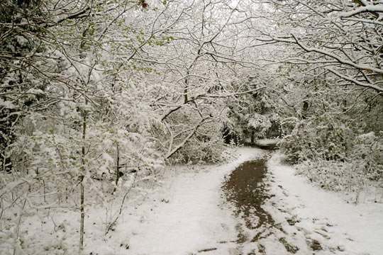 Wintery paths