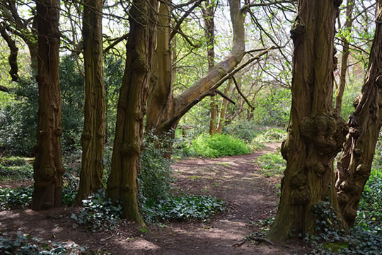 Trees in woodland
