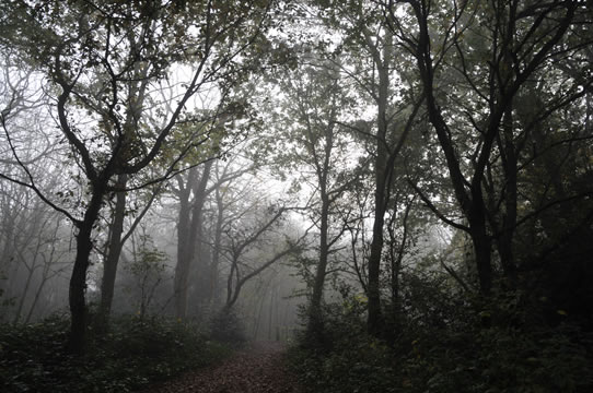 A misty woodland