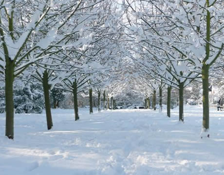 Snow covered avenue