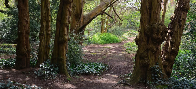 Woodcote Millennium Green Trust pond